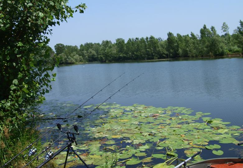 Fish_around tweet picture