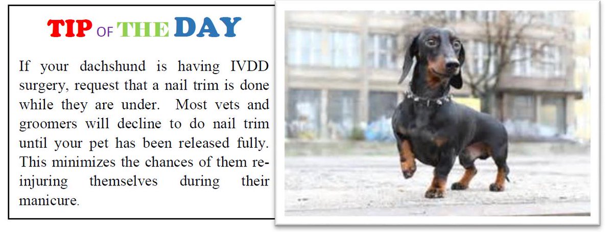 FriendsofSammie's tweet image. Visit us at friendsofsammie.com 
Check out our TIP OF THE DAY.