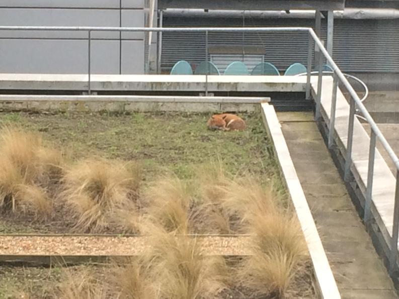 theosysbio's tweet image. A fox on the roof outside my office in the middle of London. #impcol, thanks to Bob Prior for spotting it.