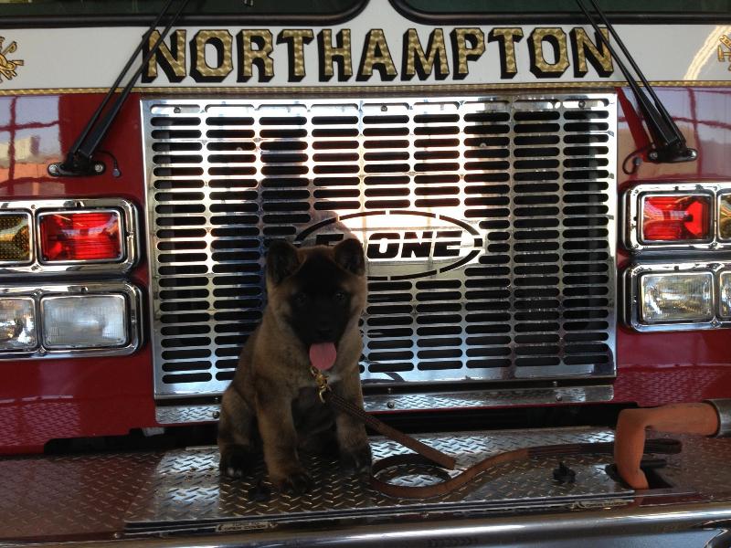 Everyone loves a #puppy #firemascot