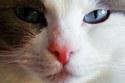 davetiyeankaram's tweet image. 18 Cats Who're Staring #Contest Champions - buzzfeedy.com/18-cats-whore-… - #Cmodel #People #Results #Technic