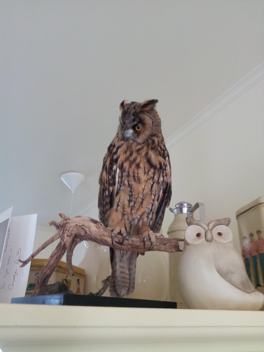 CaspersCreature's tweet image. One of my  #taxidermy examination pieces -- back in the day when not everything had two heads  #ThrowbackWednesday