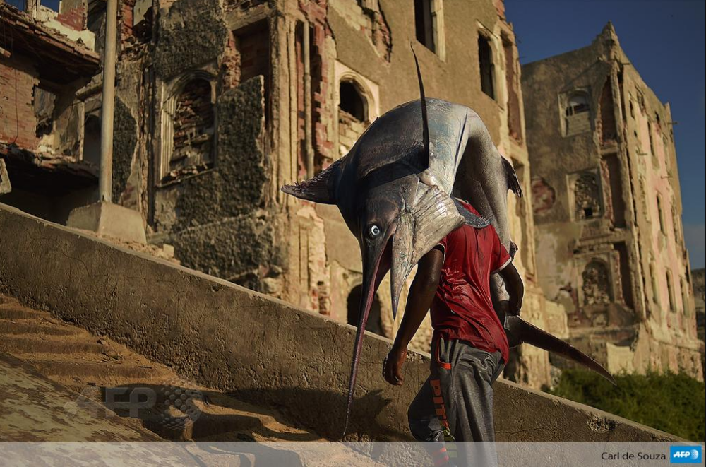 AAmbregni's tweet photo. #Instantané Un homme transporte un marlin dans le quartier de Hamarweyne, à Mogadiscio. Photo Carl de Souza #AFP http://t.co/7Km3UMdBzW
