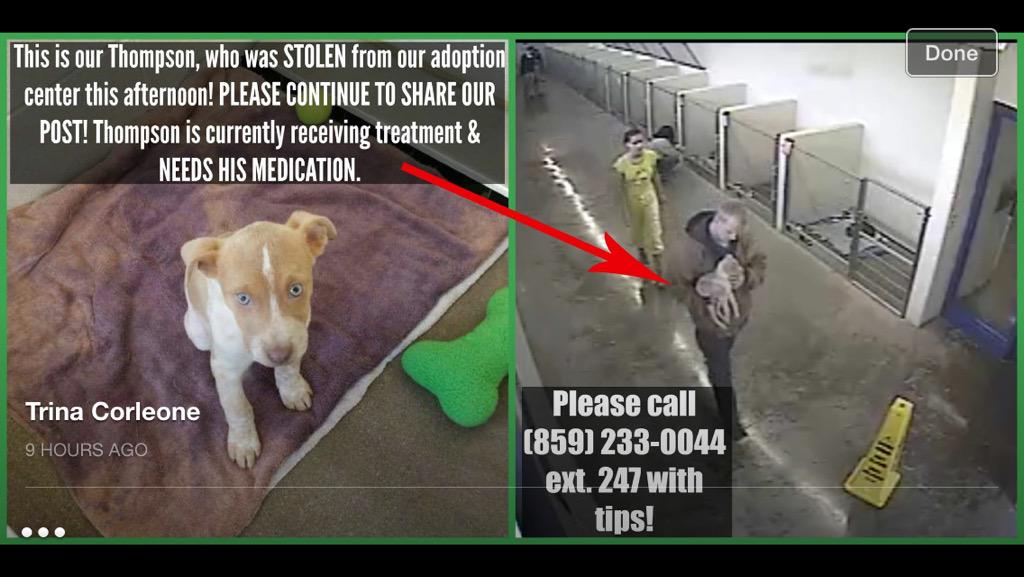 straysneedlove's tweet photo. "@AussieBecka: Please share, stolen puppy fr Lexington Human Society #BringThompsonHome http://t.co/R2LiWnE5VV" @Barbi_Twins