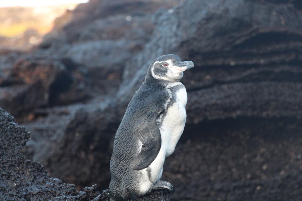 GAdv_Gonzalo's tweet image. #galapagos with @gadventures  #paradise #ecuador