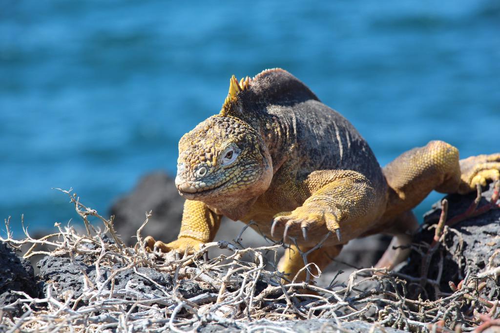 GAdv_Gonzalo's tweet image. #galapagos with @gadventures  #paradise #ecuador