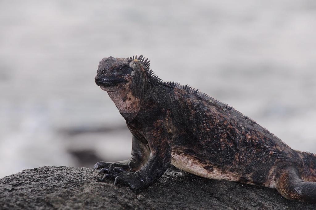 GAdv_Gonzalo's tweet image. #galapagos with @gadventures  #paradise #ecuador