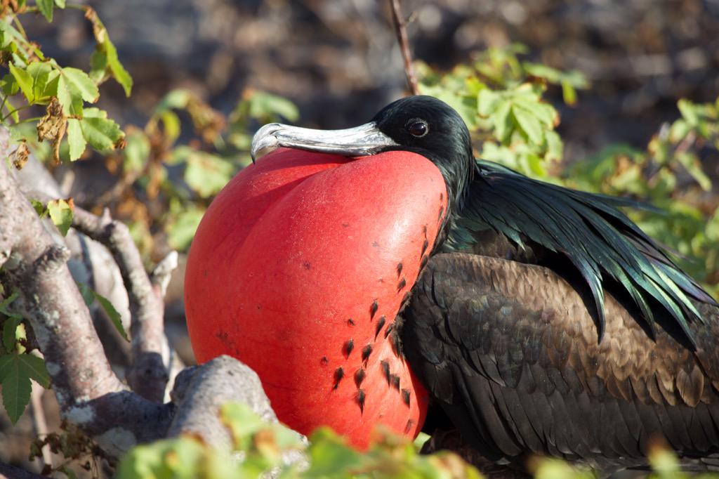 GAdv_Gonzalo's tweet image. Best trip in Galapagos archipielago aboard Evolution vessel with the experts @gadventures