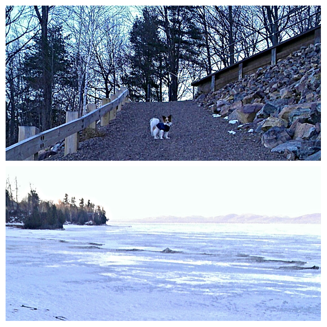 greenbirdspirit's tweet image. Lovely morning walk with my adventure dogs. #VermontSpring