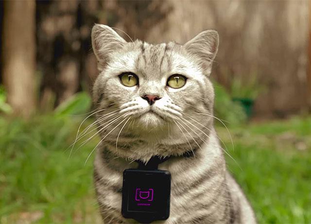 petropolist's tweet photo. #Catstacam Turns Your #Cat Into an #Instagram Photog http://t.co/6TwO0hlDvt #catfoodtasting http://t.co/EC1uw5z7td http://t.co/EiWdchwetq