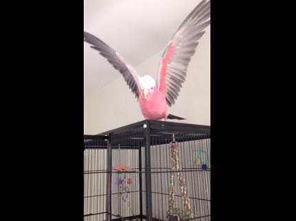 wldswd's tweet photo. 人気記事：【動画】ポーズを決めながら「ウェーイｗ」を連発するオウム　http://t.co/0SSFbUmMJu http://t.co/BwcPomjoUK