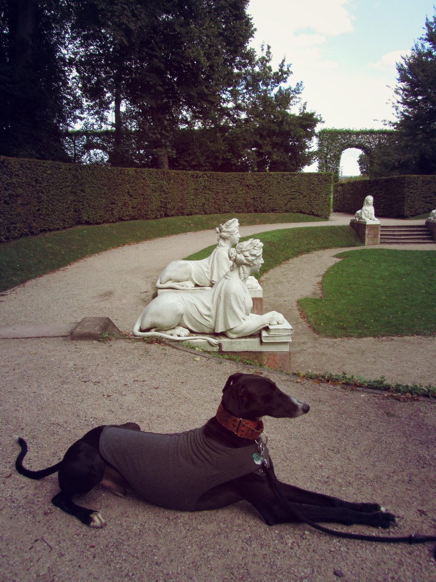 VidadeGalgo's tweet image. I am a master of camouflage! #dogsofinstagram #greyhoundsofinstagram #springishere #dogsofMIT