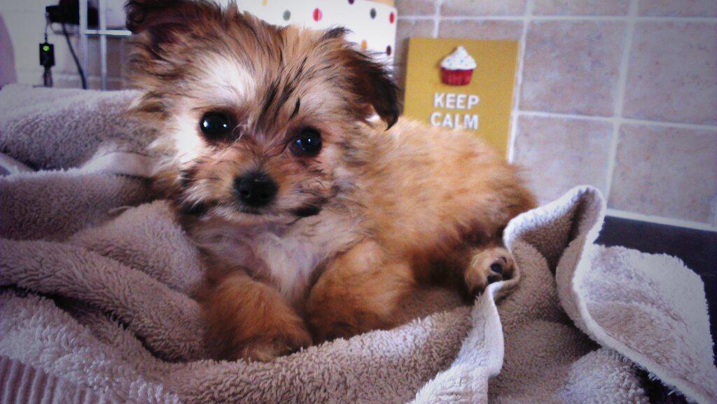 HighFiveEmma's tweet photo. @loosewomen This is our puppy Benjie, asleep he's adorable but otherwise he loves trying to tear off human flesh!! http://t.co/taGDHFI9qf