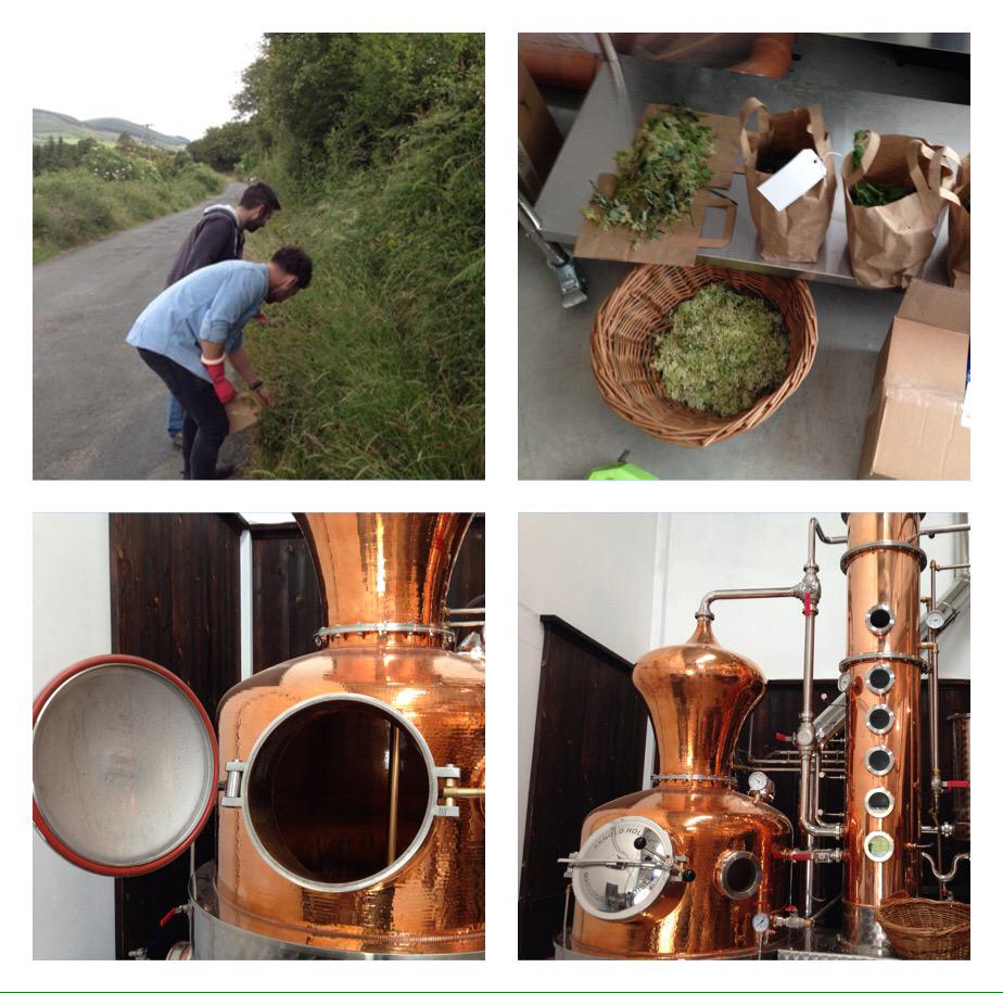 GlendaloughDist's tweet photo. #SpringSeasonalGin #foragingtime #GardenofIreland #freshbotanicals #Glendaloughdistillery http://t.co/7ovM62euiP