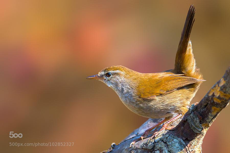 #Cetti's #Warbler by ... - covergap.com/cettis-warbler… #Bird #Bushwarbler #CettisWarbler #CettiaCetti #Italy