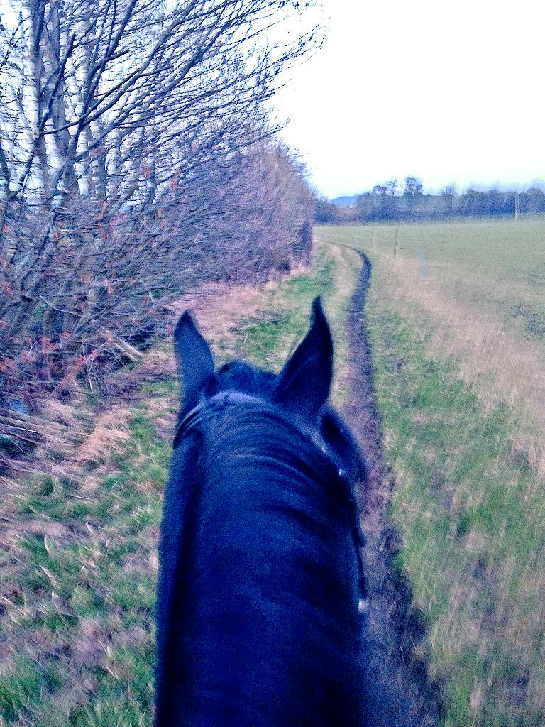 sarahforrest31's tweet photo. Excited that I managed a twilight power hack after work! #farmride #hacking http://t.co/TM1u0Vheiw