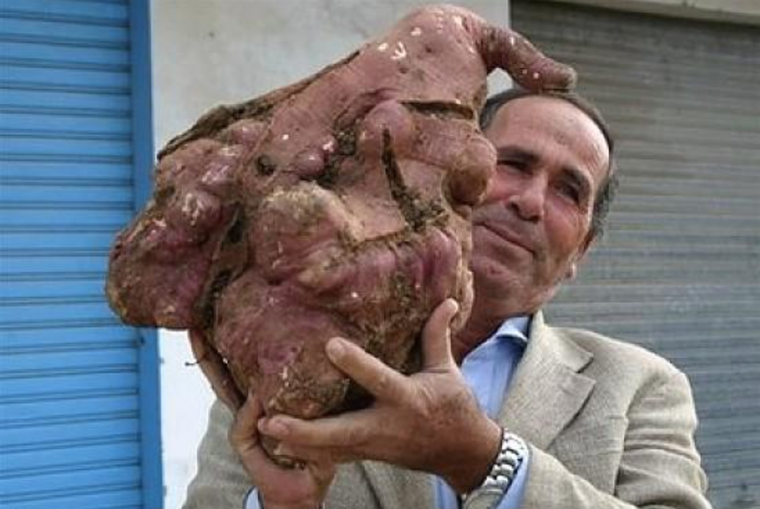 PraisePotato's tweet photo. BBP: #Big #Beautiful #Potato http://t.co/wk489LXdwH