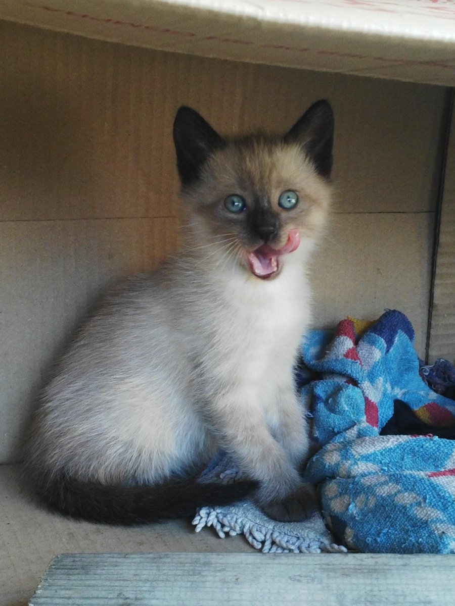 MartaBarcena's tweet photo. Por el gatin más guapo, bueno y cariñoso del mundo!!! Te voy al echar mucho de menos. :'( http://t.co/OvUH6riBCD