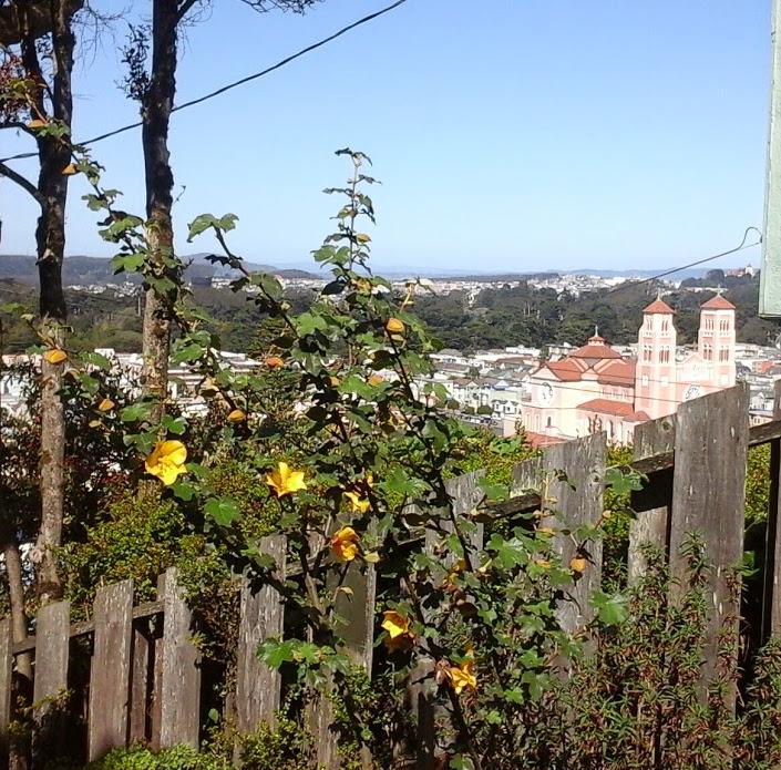 GardenSteps's tweet photo. Our #SanFrancisco #HiddenGardenSteps Fremontodendron (California native) is now in full bloom near top of Steps http://t.co/qMedjxog1E