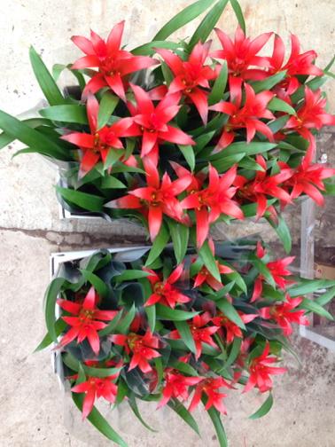 Allure/Rana
Mooie stap voorwaarts