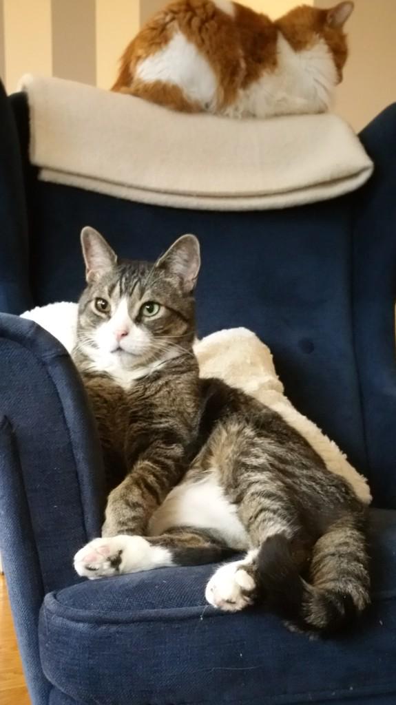 allysandria0's tweet photo. My cat's face when he found out #ZaynMalik was leaving #1D lol cc: @SusanOHalloran #ByeZayn #CatsOfTwitter http://t.co/EJjodIk3m5