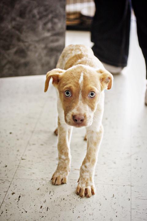 LexingtonHumane's tweet photo. THOMPSON IS HOME! Thanks to YOUR help, Thompson is safely back with us at LHS! #BringThompsonHome http://t.co/tkahKVGnaT