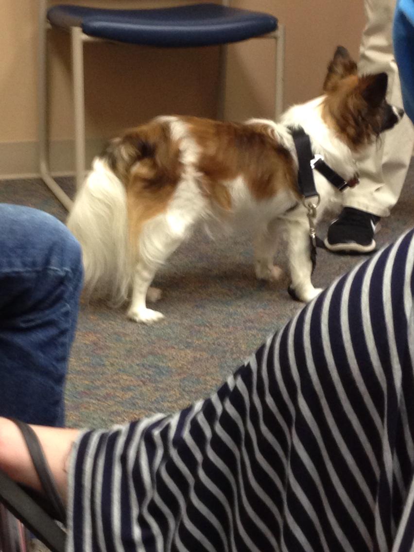 RPCompass's tweet image. Dante is getting ready to do a trick! @WaysideWaifs