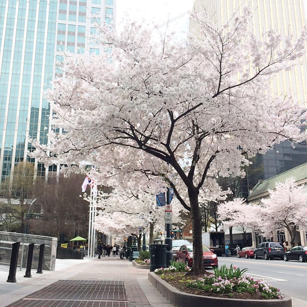 katie_levans's tweet photo. Y'all love this tree. #SPRANGTIME http://t.co/q9jkatmWRL