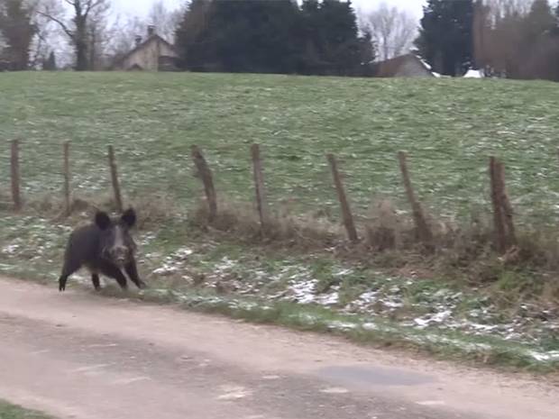 Independent's tweet photo. Heroic little ponies save couple from charging wild boar http://t.co/Q4VSzAgzUS http://t.co/tgTmIopAZb