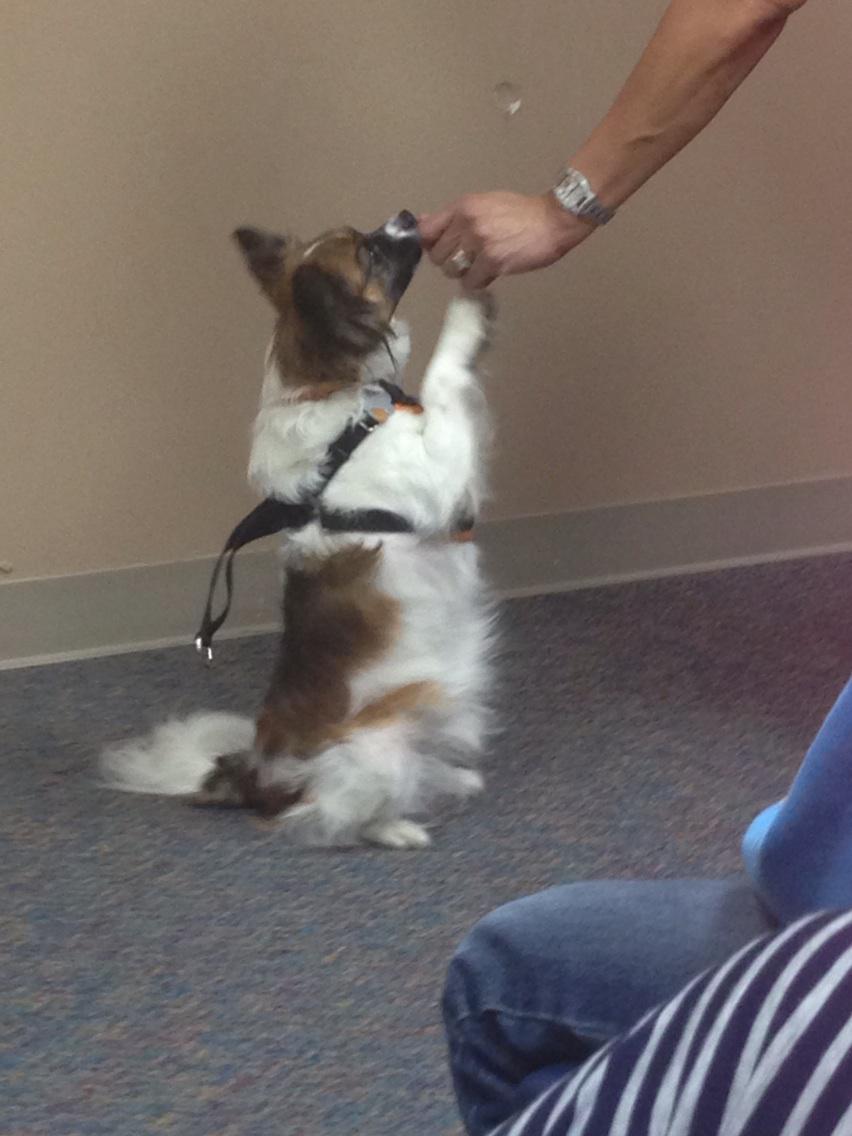 RPCompass's tweet image. Begging for chicken! @WaysideWaifs