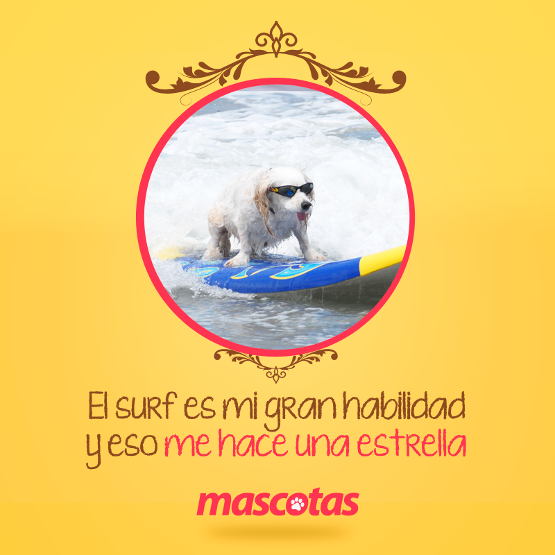 MascotasET's tweet photo. http://t.co/O0YAOAUJ4f http://t.co/0BvGVacESn