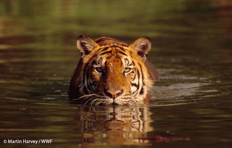 whiskas_uk's tweet photo. Today's a tiger triple! Donate £5 to WWF_UK by texting TIGER to 70123, and we'll triple it! #ProtectATiger http://t.co/OWFVnTGov2