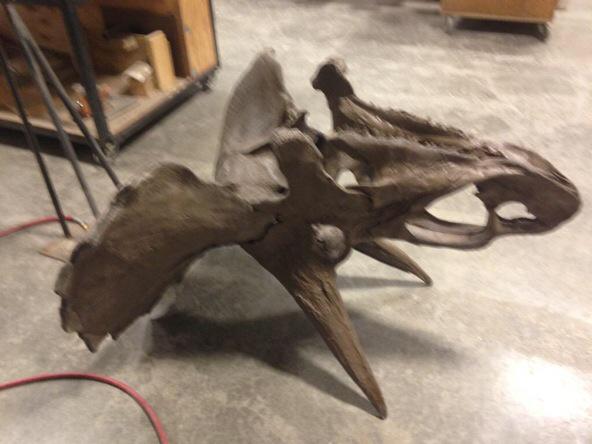 This week we are assembling a cast of a sub-adult Triceratops horridus skull.