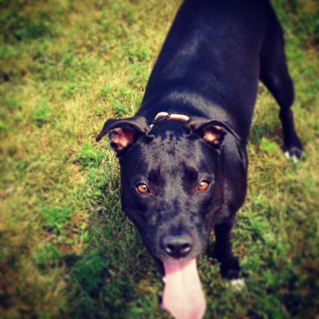 Marlee_The_Pit's tweet photo. 💖💖💖🐾🐾🐾Marlee needs a miracle! Marlee needs you to #donate 2 #HelpMarleeRunAgain https://t.co/eNdfKoA0PP 💞💞💞🐶🐶🐶🐾🐾🐾 http://t.co/xZqZ7p50Rn