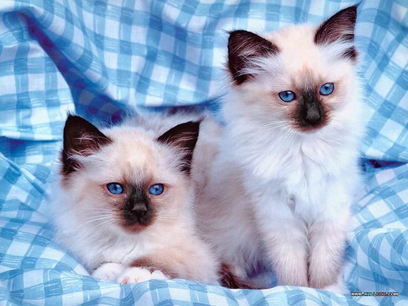 K_Pretty_Cats's tweet photo. http://t.co/5WU3tzBKL6