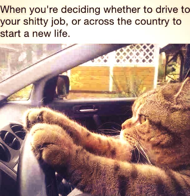 PandaCrew420's tweet photo. #CatsOfTwitter #smokeweedeveryday #jobs #LifeIsStrange #realworld http://t.co/hPmdBTfvxg