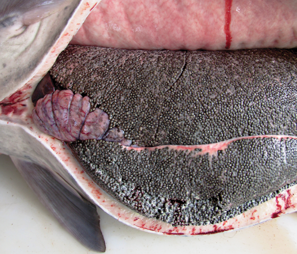 outdoorlife's tweet photo. Oklahoma's government is making money off of a wild resource. What's your take? http://t.co/ZL1pIVFmTf #paddlefish http://t.co/gVTkMeBbvs