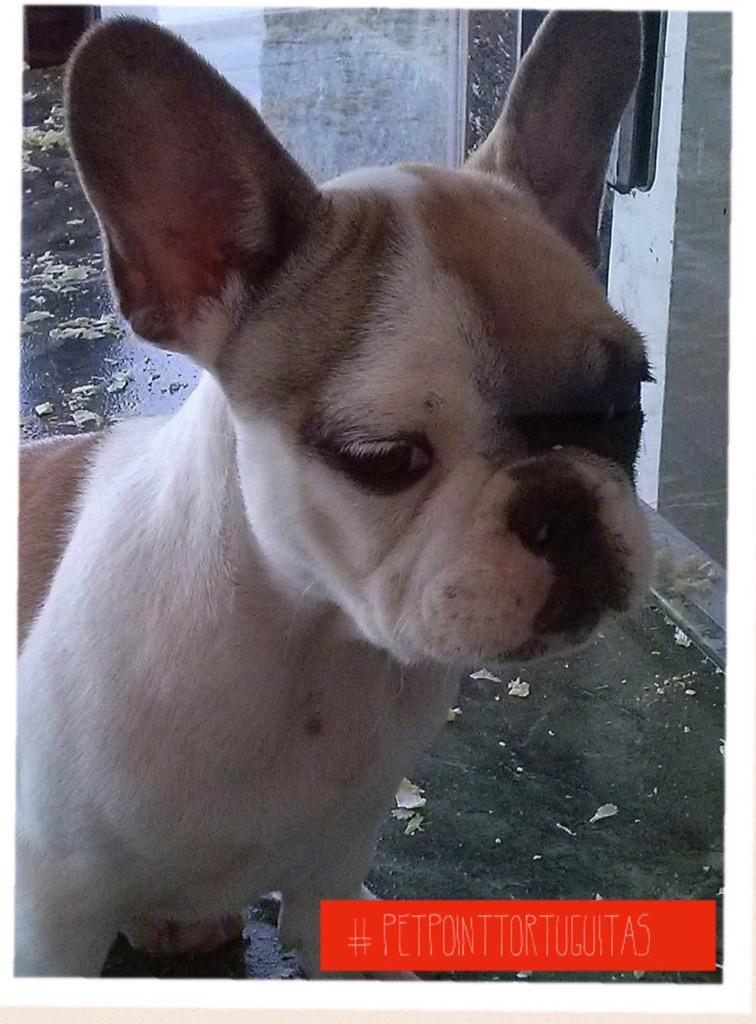 petpoint_ok's tweet image. Nuevos cachorros en Pet Point Tortuguitas! #Puppies