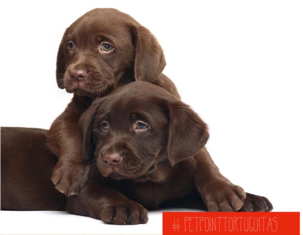 petpoint_ok's tweet image. Nuevos cachorros en Pet Point Tortuguitas! #Puppies