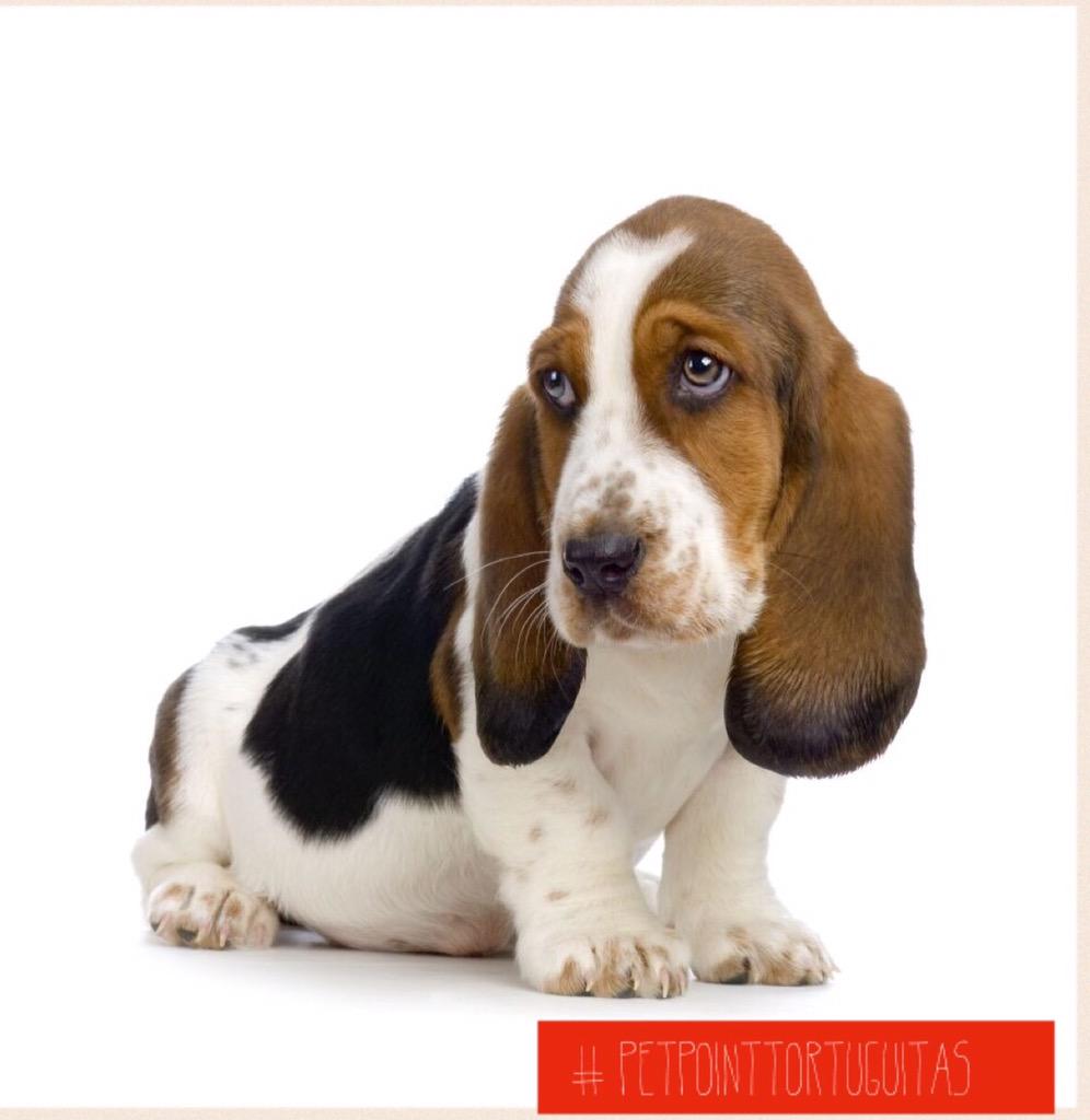 petpoint_ok's tweet image. Nuevos cachorros en Pet Point Tortuguitas! #Puppies