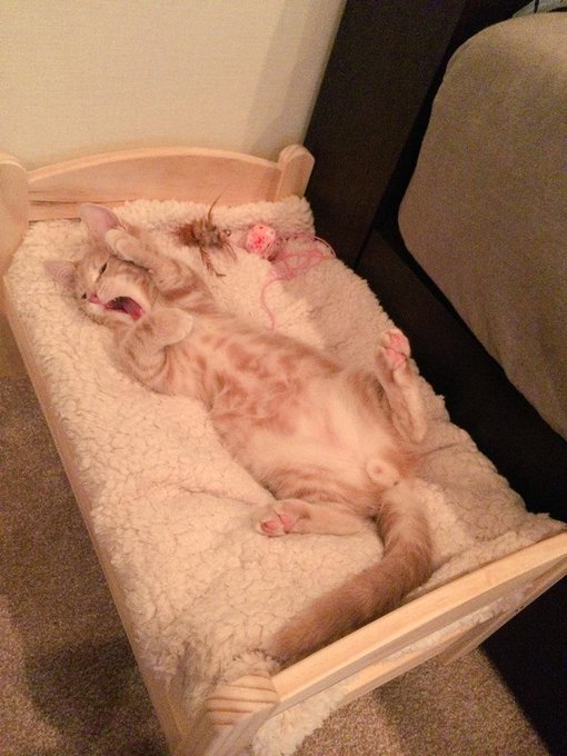 スヤスヤァ 猫が夢中になっちゃうベッドがあったよ 画像 ハフポスト Life