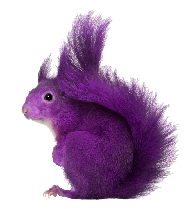 JulianaScandone's tweet photo. Purple Squirrels Needed Everywhere @GoTripAdvisor #whereareyouat #GSDwednesday http://t.co/13xFeRwaMN