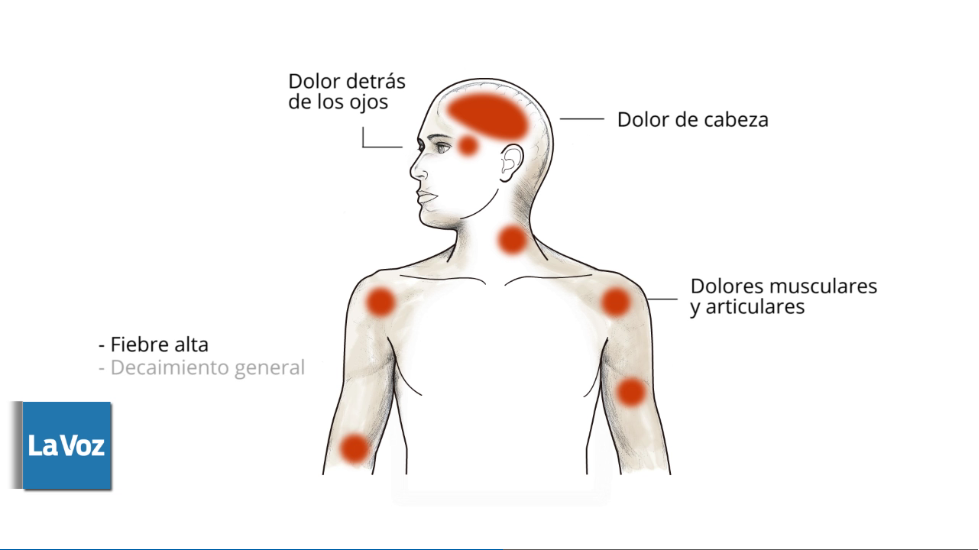 #Infografía animada sobre el #Dengue #mosquito #Aedes aegypti bit.ly/1bu1o82