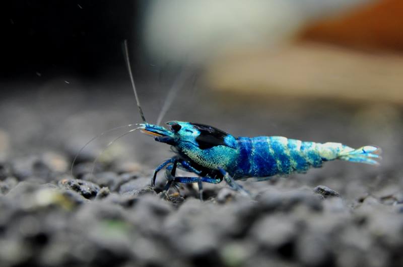 nataquarium's tweet photo. Looking for some #TaiwanBeeShrimps....check our store..

http://t.co/3jZJ2KZu56

#irishbizparty http://t.co/Xo66jm0tqI