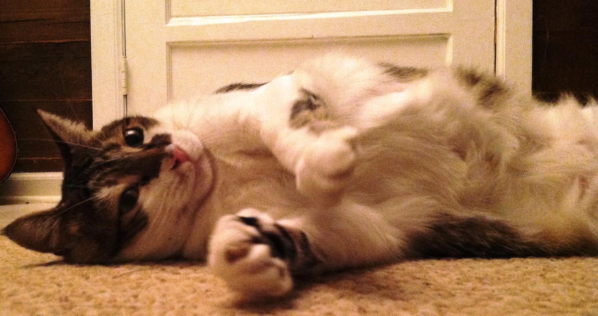 spread love everywhere you go.. - Mother Teresa #jellybellyfriday #CatsOfTwitter