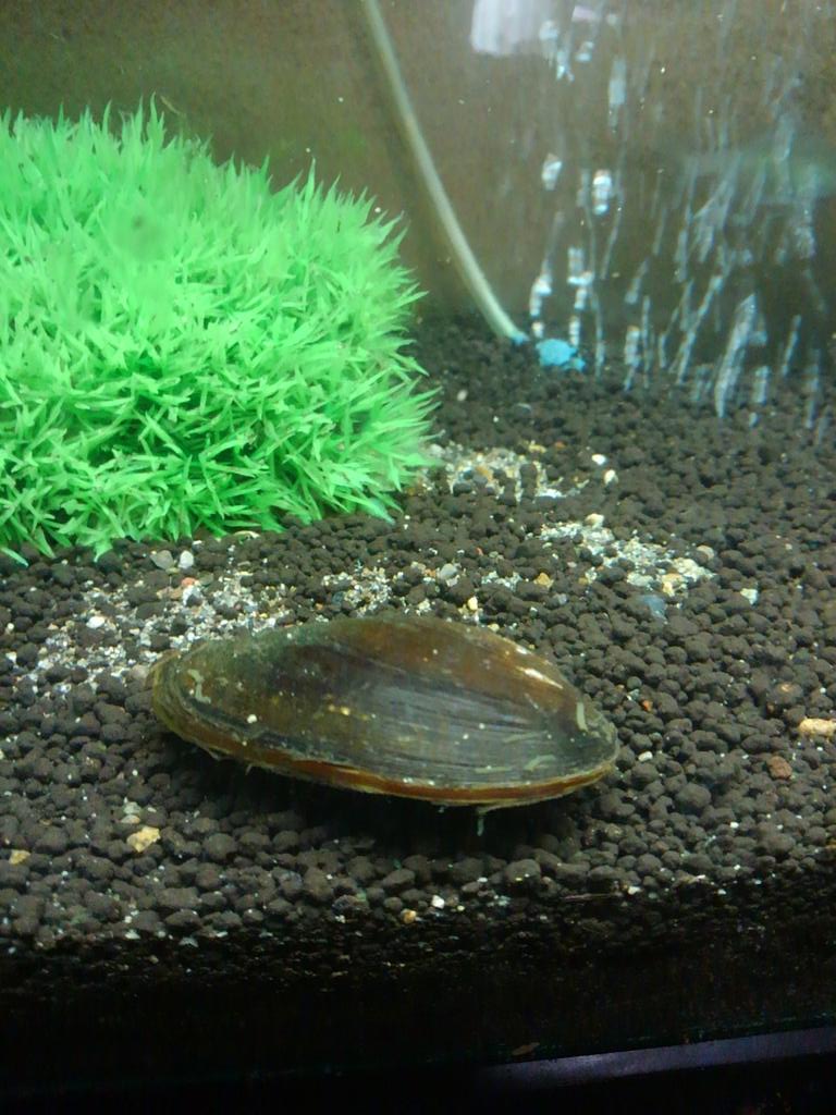 カラス貝とムール貝の違いは何 カラス貝の生態や食べ方を徹底解説 Leisurego 4ページ目 Leisurego Part 4