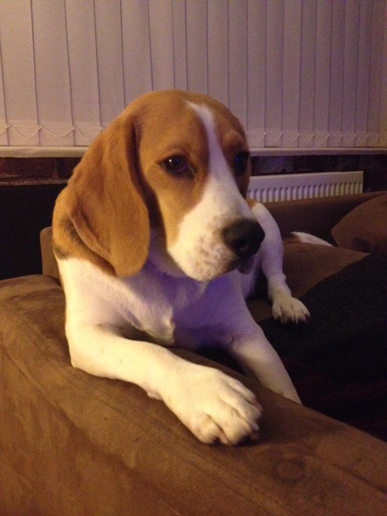 magdabrown2011's tweet photo. Oliver watching the @rednoseday http://t.co/PJaSjW6qw3