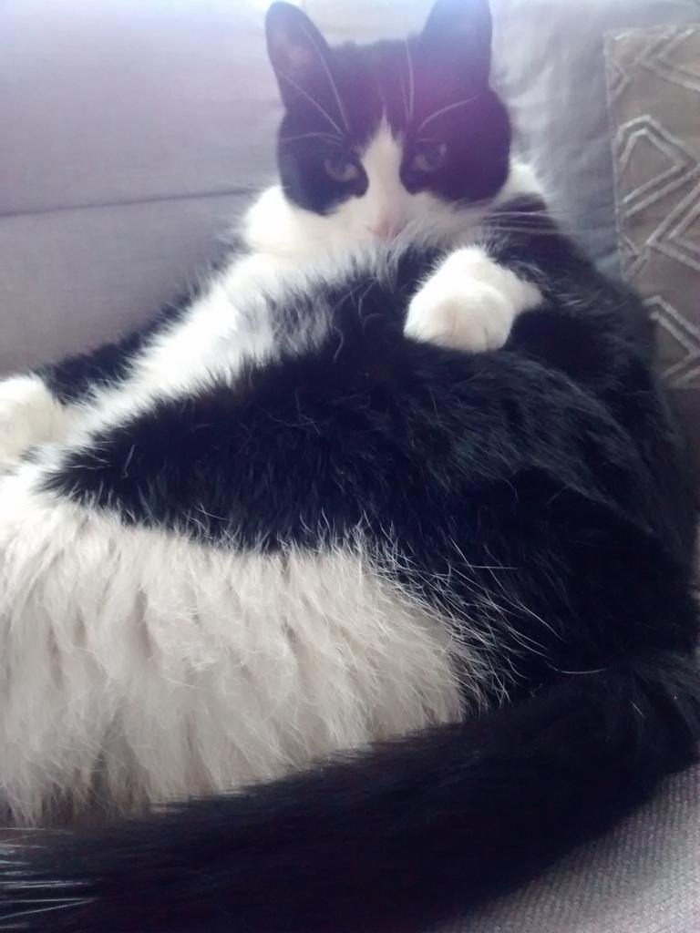 MeowBond's tweet photo. I'm curvy &amp; I like it! #plumpy #imbeautiful #chubbyboy #Hugs http://t.co/uE6TMBsV5b