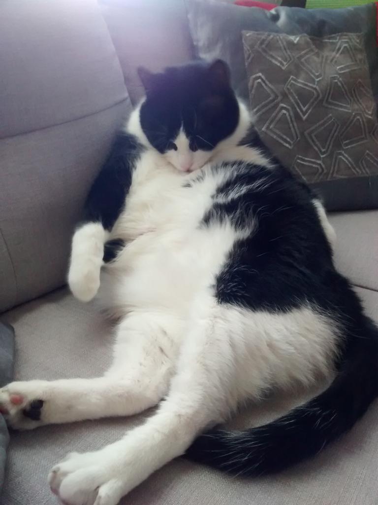 MeowBond's tweet photo. I'm curvy &amp; I like it! #plumpy #imbeautiful #chubbyboy #Hugs http://t.co/uE6TMBsV5b
