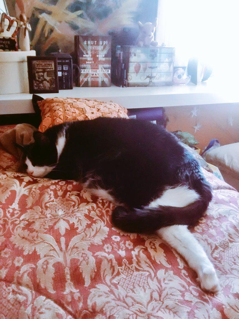 MeowBond's tweet photo. Afternoon naps are the best <3 I don't think I could be any more comfortable! #catlife #naps http://t.co/omh89K1okH